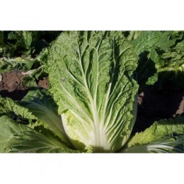 Ника F1 семена капусты пекинской (GL Seeds)