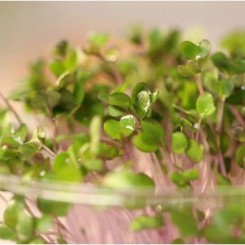 Нут семян микрозеленый (Agrocity)