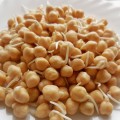 Нут семян микрозеленый (Agrocity)