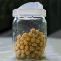 Нут семян микрозеленый (Agrocity)