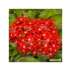 Нью Лук F1 красный (red) семена пентаса ланцетного (Benary)