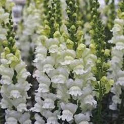 Опус F1 белый фреш семян антиринума (Syngenta)