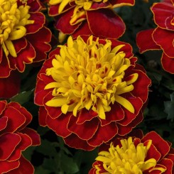 Оранж флейм (Orange Flame) семян бархатцев (Floragran)