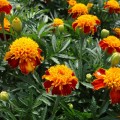 Оранж флейм (Orange Flame) семян бархатцев (Floragran)