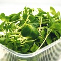 Пак Чой семена микрозеленые (Agrocity)