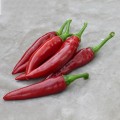 Палоташ F1 семена перца сладкого (ZKI)