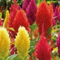 Целозия Пампасское перо смесь (mix) семян целозии однол. 40-50 см (Hem Zaden)