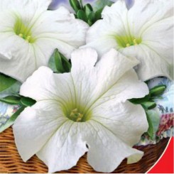 Парадиз F1 белый (white) семян петунии (GL Seeds)