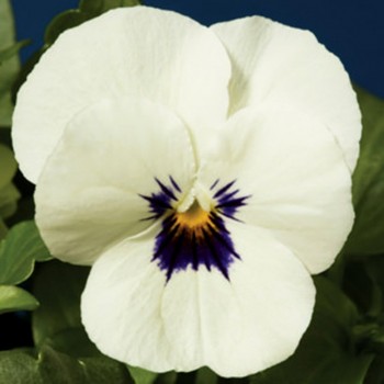 Пенни F1 white with blotch семена виолы (Syngenta)
