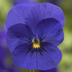 Пенни F1 дип блю (deep blue) семена виолы (Syngenta)