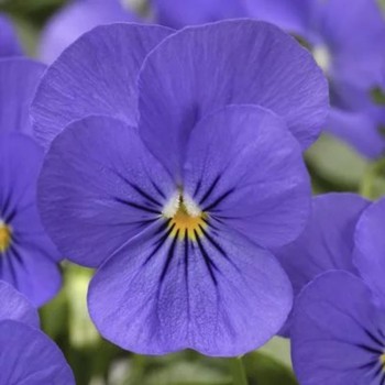 Пенни F1 синяя (blue) семена виолы (Syngenta)