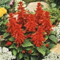 Пикколо красный (red) семян сальвии (Hem Zaden)