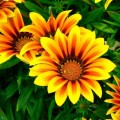 Пилигрим Йелоу Стар (Piligrim Yellow Star) семена Газании F1 (Gazania F1) (Kitano Seeds)