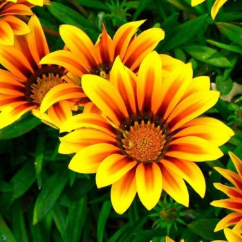 Пилигрим Йелоу Стар (Piligrim Yellow Star) семена Газании F1 (Gazania F1) (Kitano Seeds)