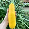 Эклер F1 (ПЛ 6010 F1/PL 6010 F1) семена цуккини 500 гр. цилиндр. желт. (Asia Seed)