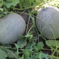 PL 6320 F1 семена дыни (Asia Seed)