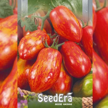 Полосатая сливка семян помидора индетерминантного (Seedera)