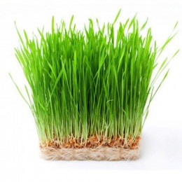Семена пшеницы микрозеленые (Agrocity)