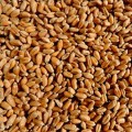 Семена пшеницы микрозеленые (Agrocity)