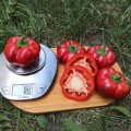 Р 16262 F1 семена перца сладкого (Esasem)