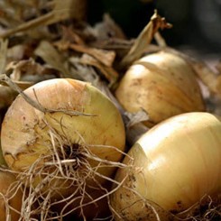 Раньйон F1 насіння цибулі ріпчастої (Soto Seeds)
