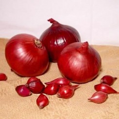 Ред Барон сеянка лука (Broer)