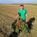 Рекордсмен F1 семян помидора детерминантного (LibraSeeds)