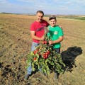 Рекордсмен F1 семян помидора детерминантного (LibraSeeds)