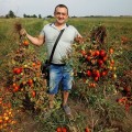 Рекордсмен F1 семян помидора детерминантного (LibraSeeds)