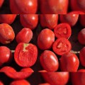 Рекордсмен F1 семян помидора детерминантного (LibraSeeds)
