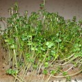 Репа семена микрозеленые (Agrocity)
