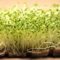Репа семена микрозеленые (Agrocity)