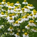 Ромашка лекарственная (аптечная) (Гелиос) Ромашка лекарственная (аптечная) (Гелиос)
