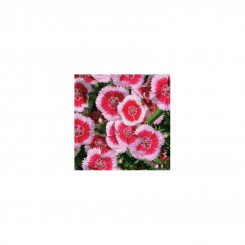 Розовый сад семена гвоздики (GL Seeds)
