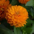 Сахара F1 оранжевая (orange) семена циннии низкорослой 25-30см (Pan American)