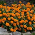 Сахара F1 оранжевая (orange) семена циннии низкорослой 25-30см (Pan American)