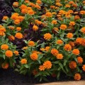 Сахара F1 оранжевая (orange) семена циннии низкорослой 25-30см (Pan American)