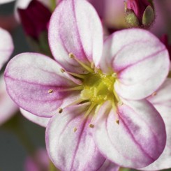 Хайлендер розовый с прожилками семян камнеломки (Syngenta)