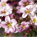 Хайлендер розовый с прожилками семян камнеломки (Syngenta)