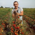 Салерно F1 семена помидора детерминантного (LibraSeeds)