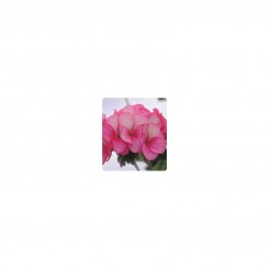 Салют Rose Ice семена пеларгонии зональной (Kitano Seeds)