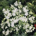 Саммер белый (white) семена дельфиниума крупноцветкового (Benary)