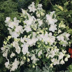 Саммер белый (white) семена дельфиниума крупноцветкового (Benary)