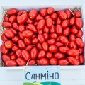Санмино F1 семена помидора черри детерминантного (Syngenta)