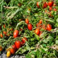 Санмино F1 семена помидора черри детерминантного (Syngenta)
