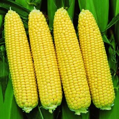 Сансвіт F1 насіння кукурудзи суперсолодкої Sh2 (LibraSeeds)