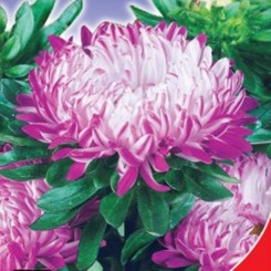 Седая дама розовая (Pink) семена астры пионообразной (GL Seeds)