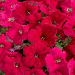 Селебрити F1 розовая (Rose) семена петунии мультифлора (Benary)
