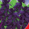 Сенатор семян сальвии (GL Seeds)