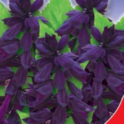 Сенатор семян сальвии (GL Seeds)